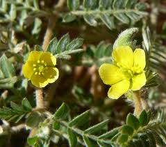 http://treinomaromba.blogspot.com.br/2013/07/tribulus-terrestris-para-que-sever.html